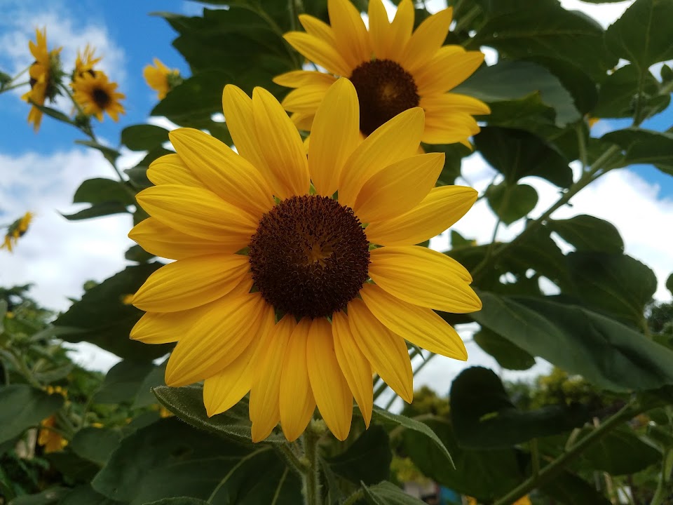 University of Hawaii Urban Garden Center
