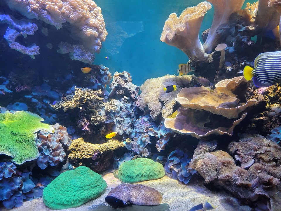 Waikiki Marine Life Conservation District