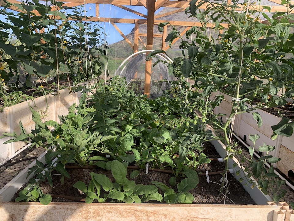 Mountain View Farms