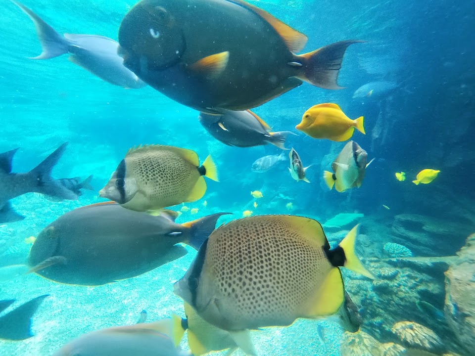 Rainbow Reef at Aulani Resort
